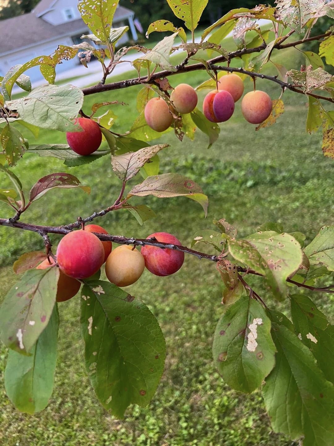 50 Gaudette Farm Road Fairfax, VT 05454 - Photo 16 of 19