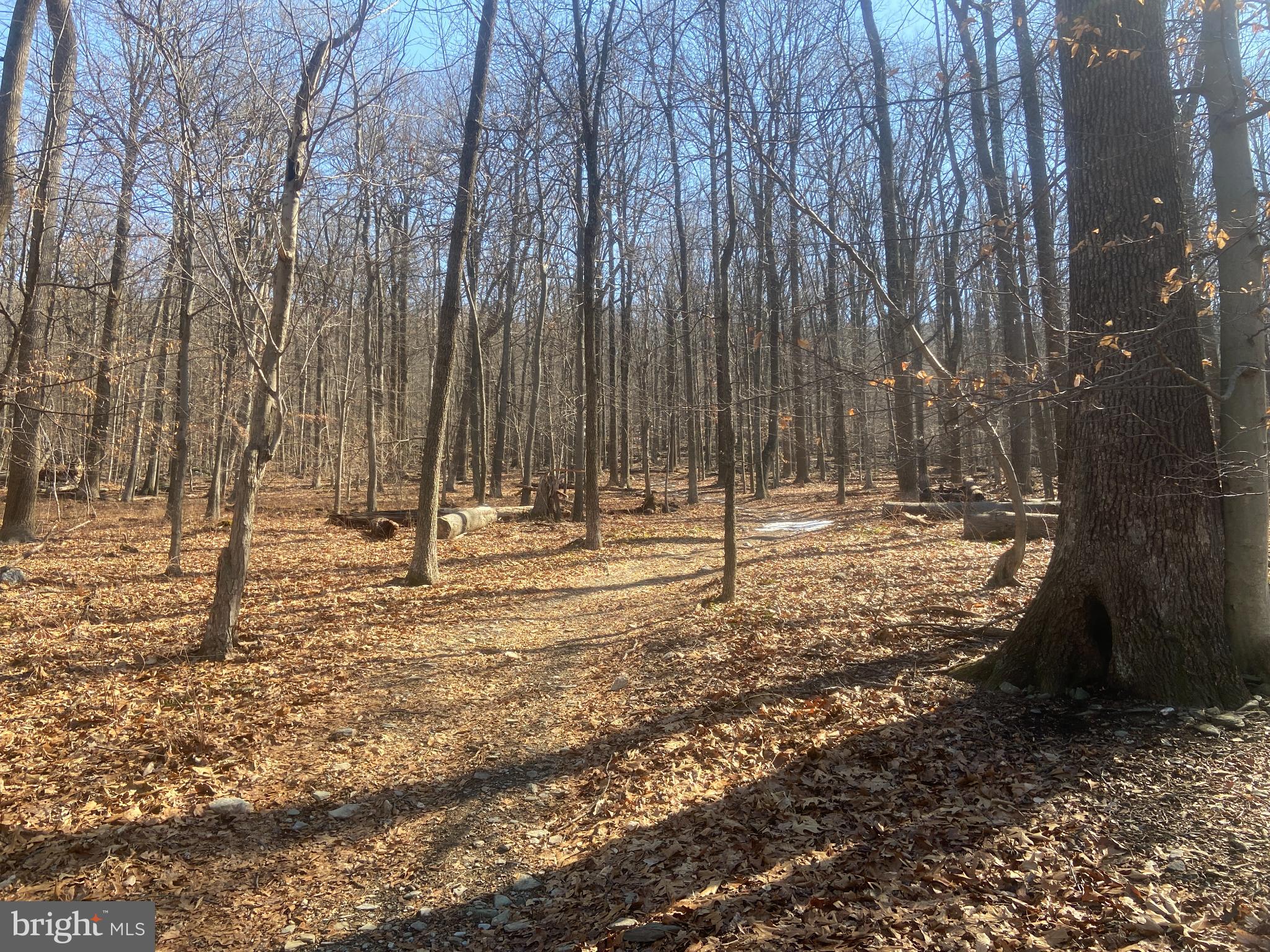 8939 Hawbottom Road Middletown, MD 21769 - Photo 52 of 92 a view of outdoor space with trees
