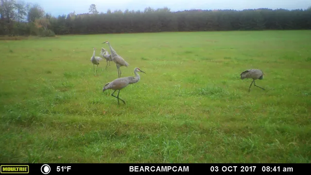 $259,900 | Tbd Tbd Sage Drive Northwest, Backus, MN 56435