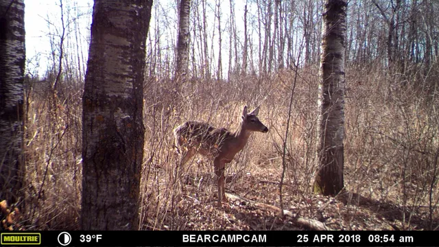 $259,900 | Tbd Tbd Sage Drive Northwest, Backus, MN 56435