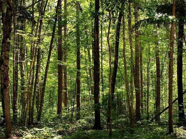 On Spring Lake Road Manitowish Waters, WI 54545 - Photo 1 of 1 Gallery Image 1