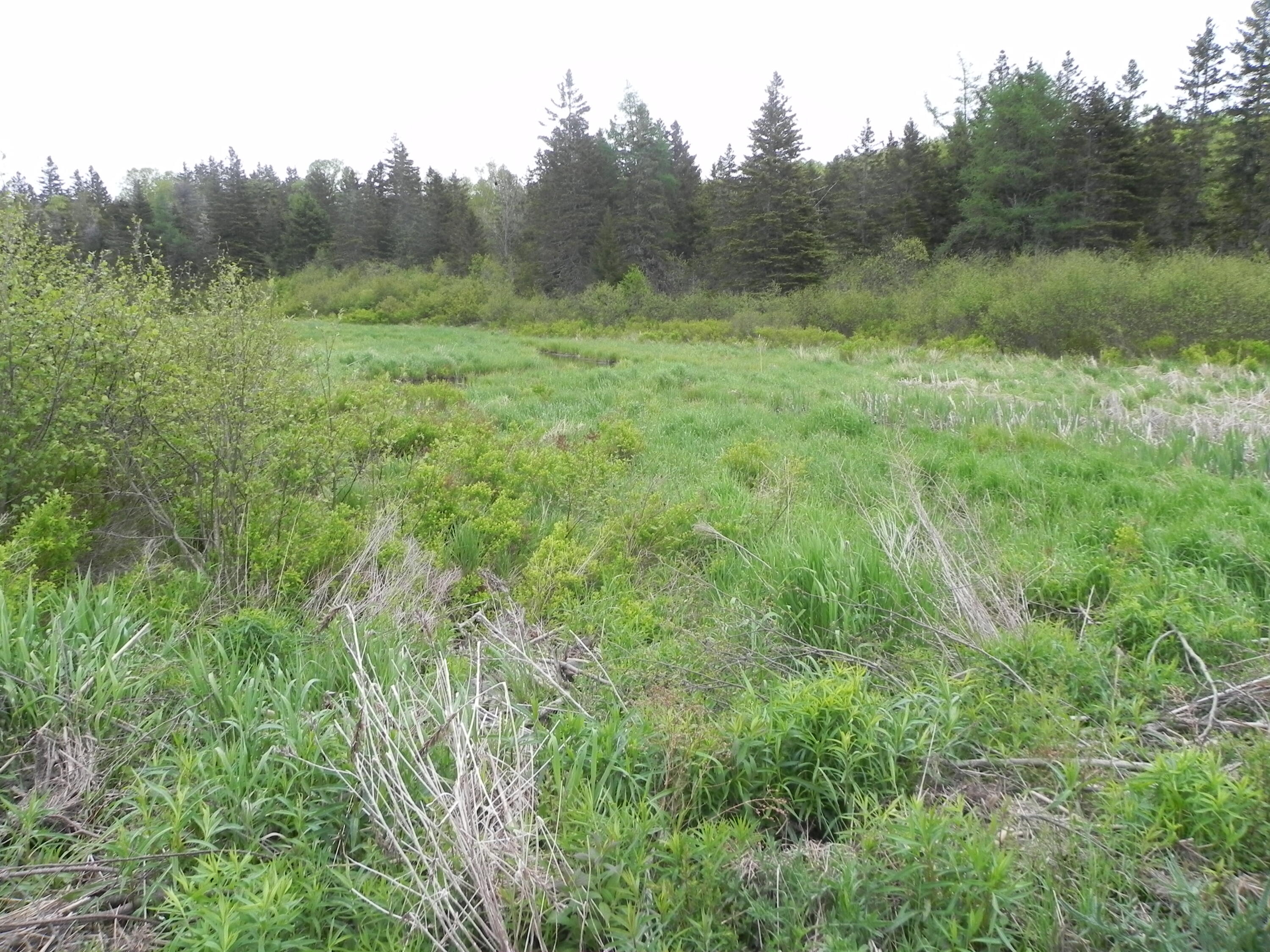 1096 County Road Lubec, ME 04652 - Photo 18 of 39 DSCN9713