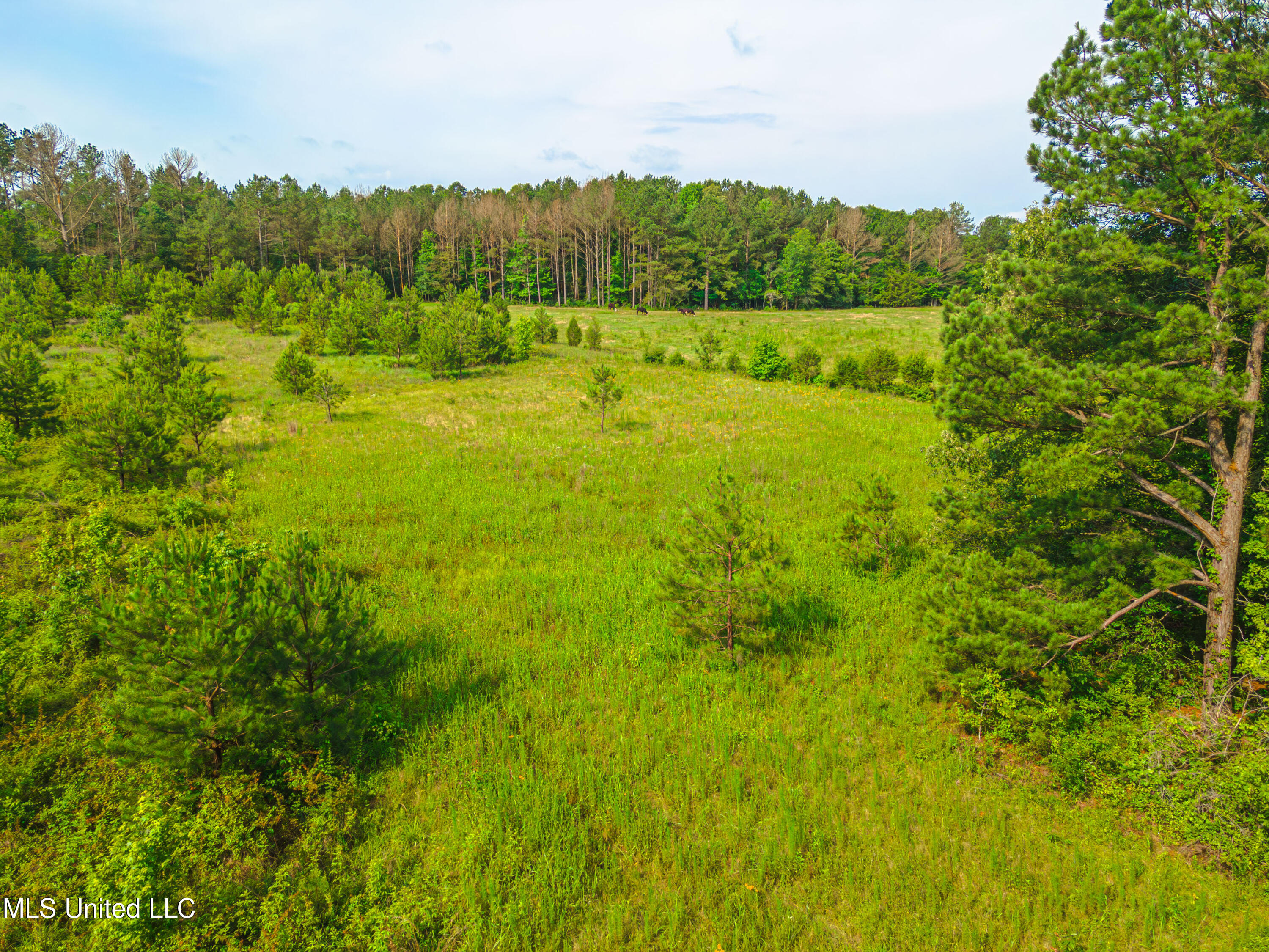 Cooper Road Camden, MS 39045 - Photo 8 of 29 DJI_0830-Enhanced-NR