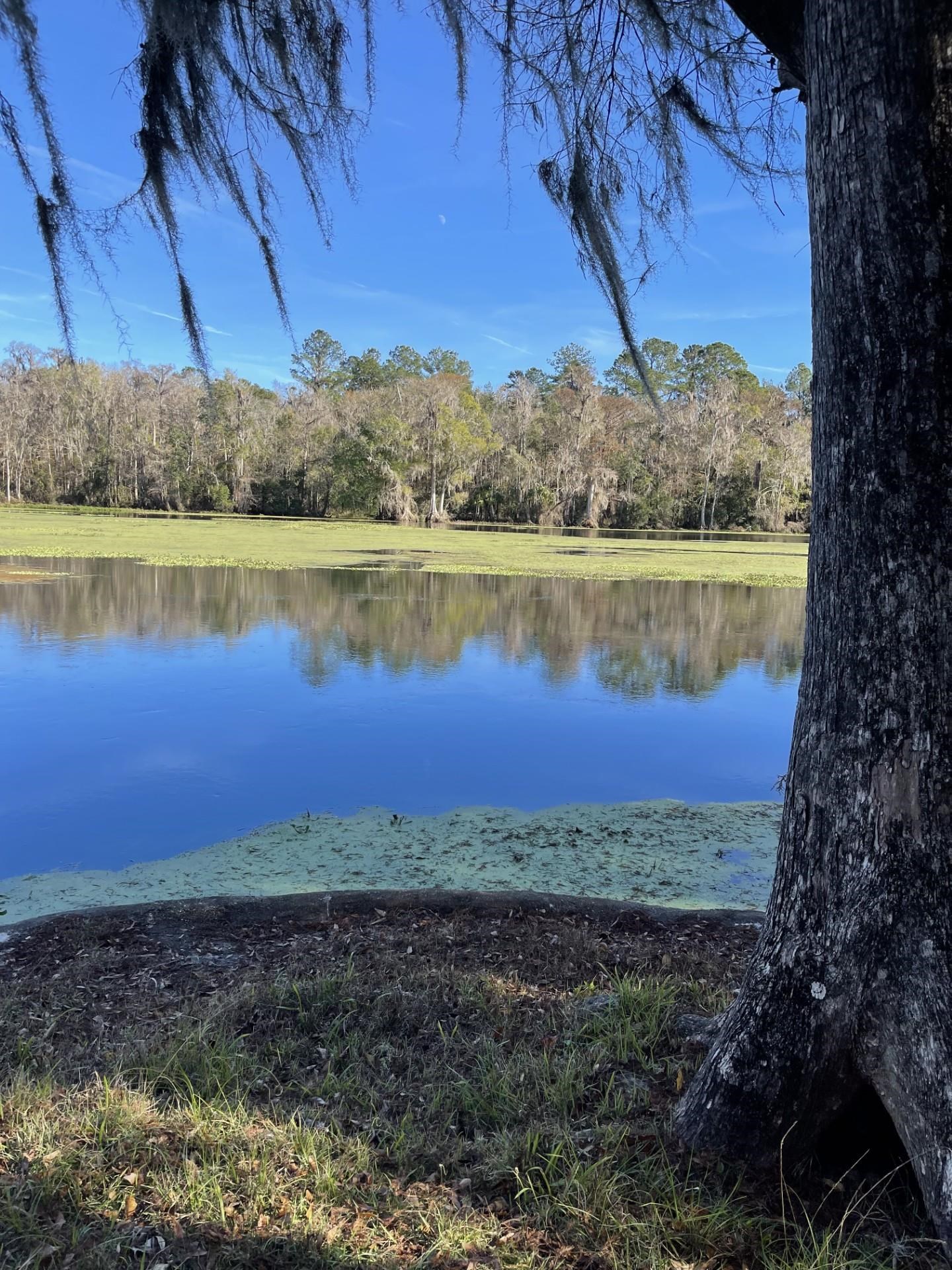 85 St Marks Rise Road Crawfordville, FL 32327 - Photo 9 of 31