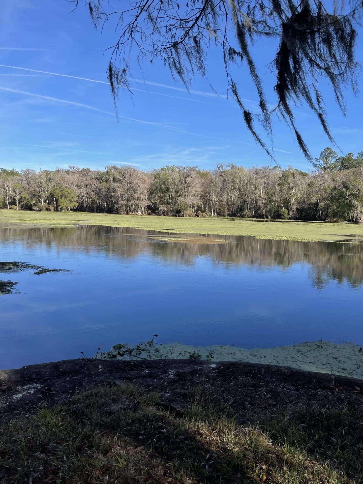 85 St Marks Rise Road Crawfordville, FL 32327 - Photo 10 of 31