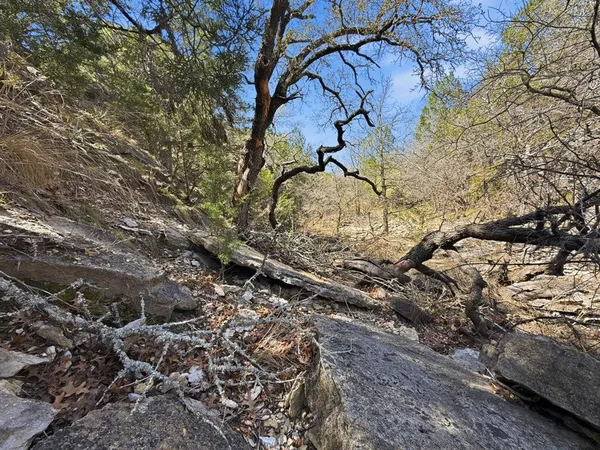 a view of a large yard with lots of bushes