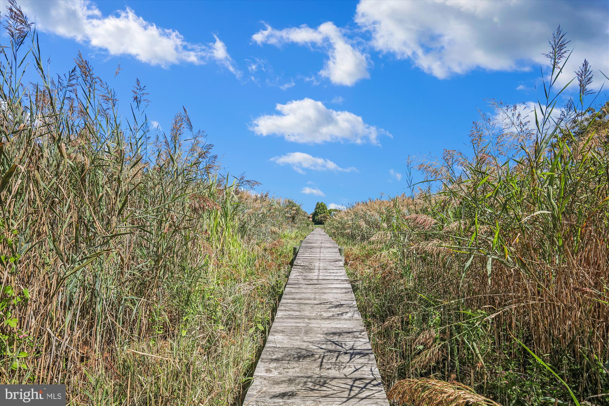 635 Dominion Road Chester, MD 21619 - Photo 11 of 50 a view of a pathway both side of yard