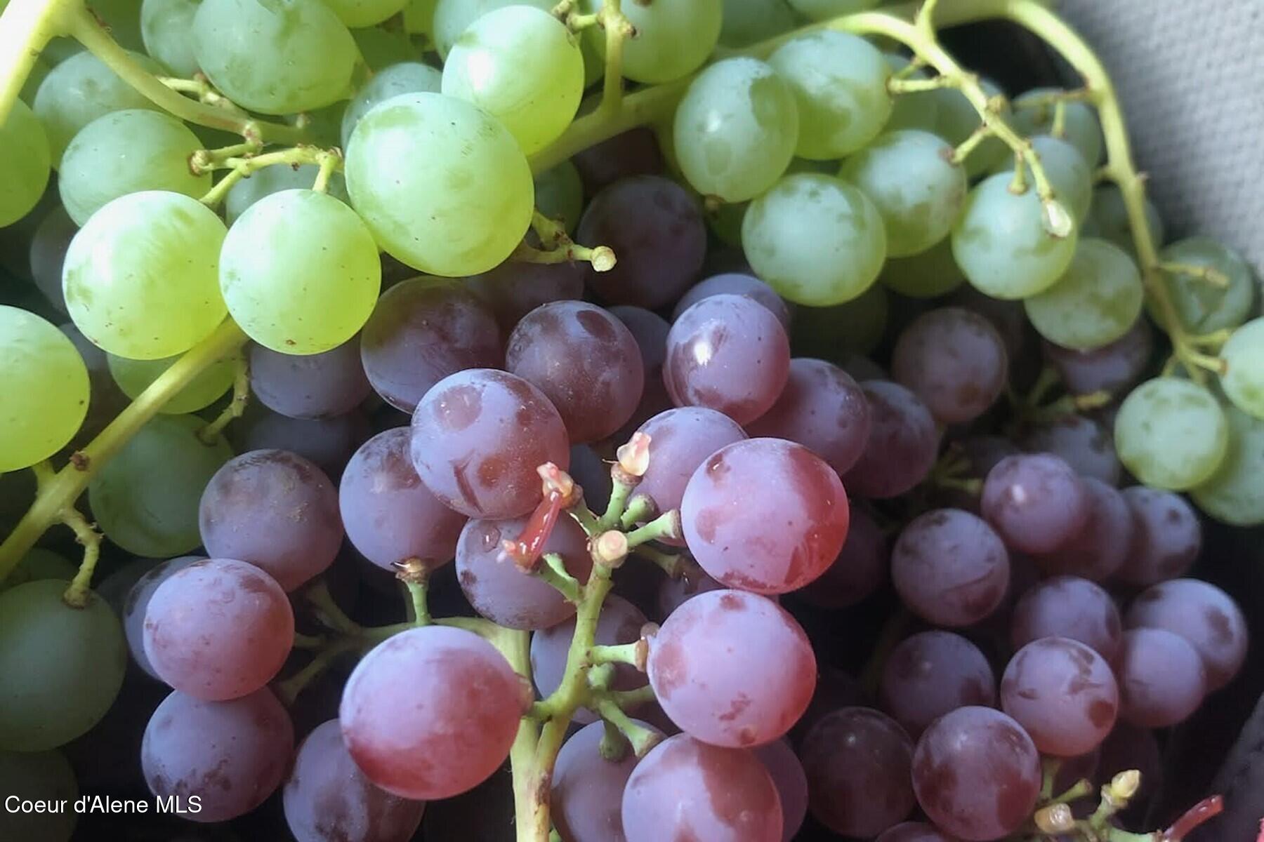 870 Samuels Road Sandpoint, ID 83864 - Photo 19 of 66 Homegrown Grapes