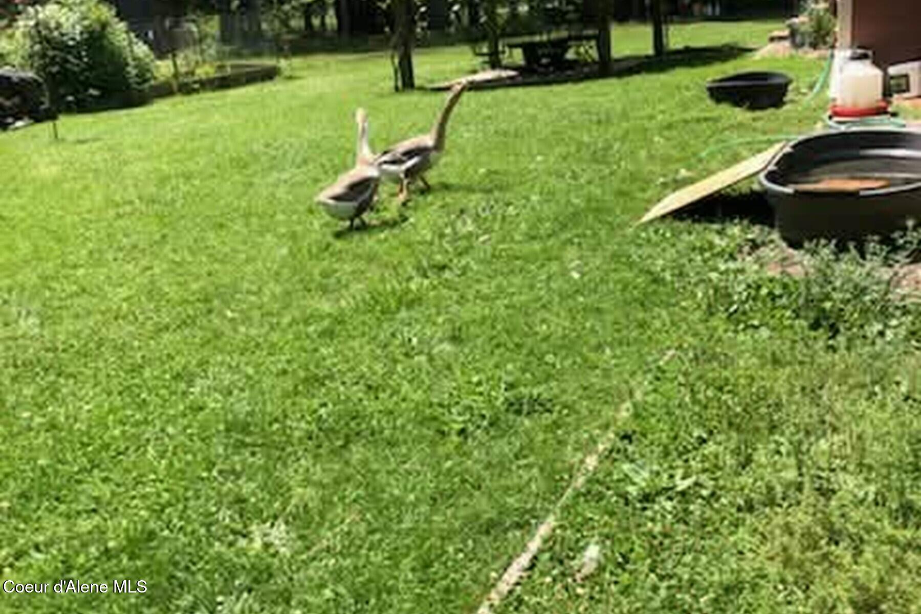 870 Samuels Road Sandpoint, ID 83864 - Photo 38 of 66 Geese Taking a Gander