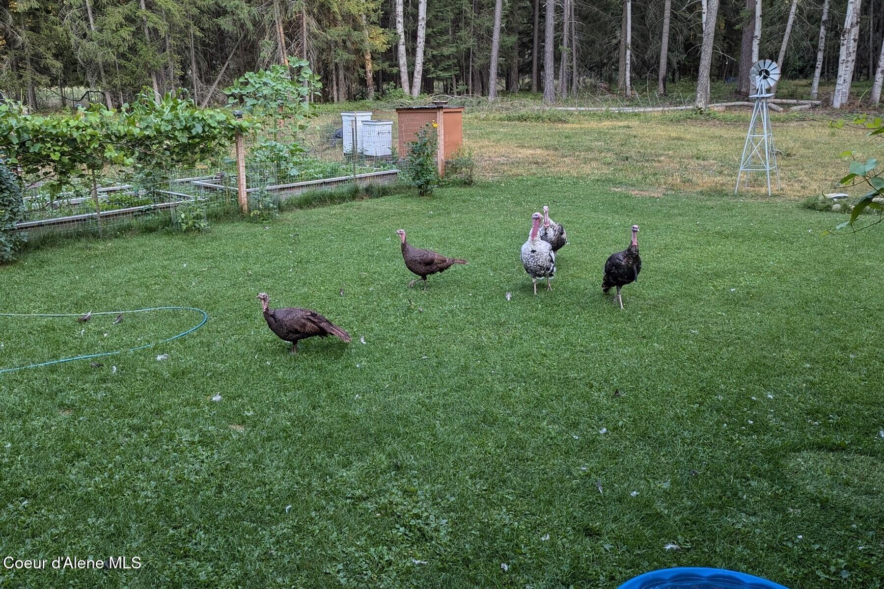 870 Samuels Road Sandpoint, ID 83864 - Photo 39 of 66 Turkey Time!