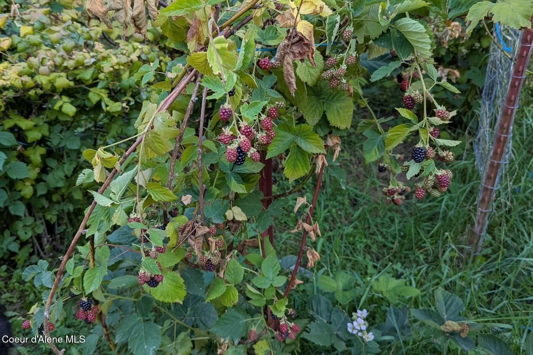 870 Samuels Road Sandpoint, ID 83864 - Photo 50 of 66 Prolific Berry Patch