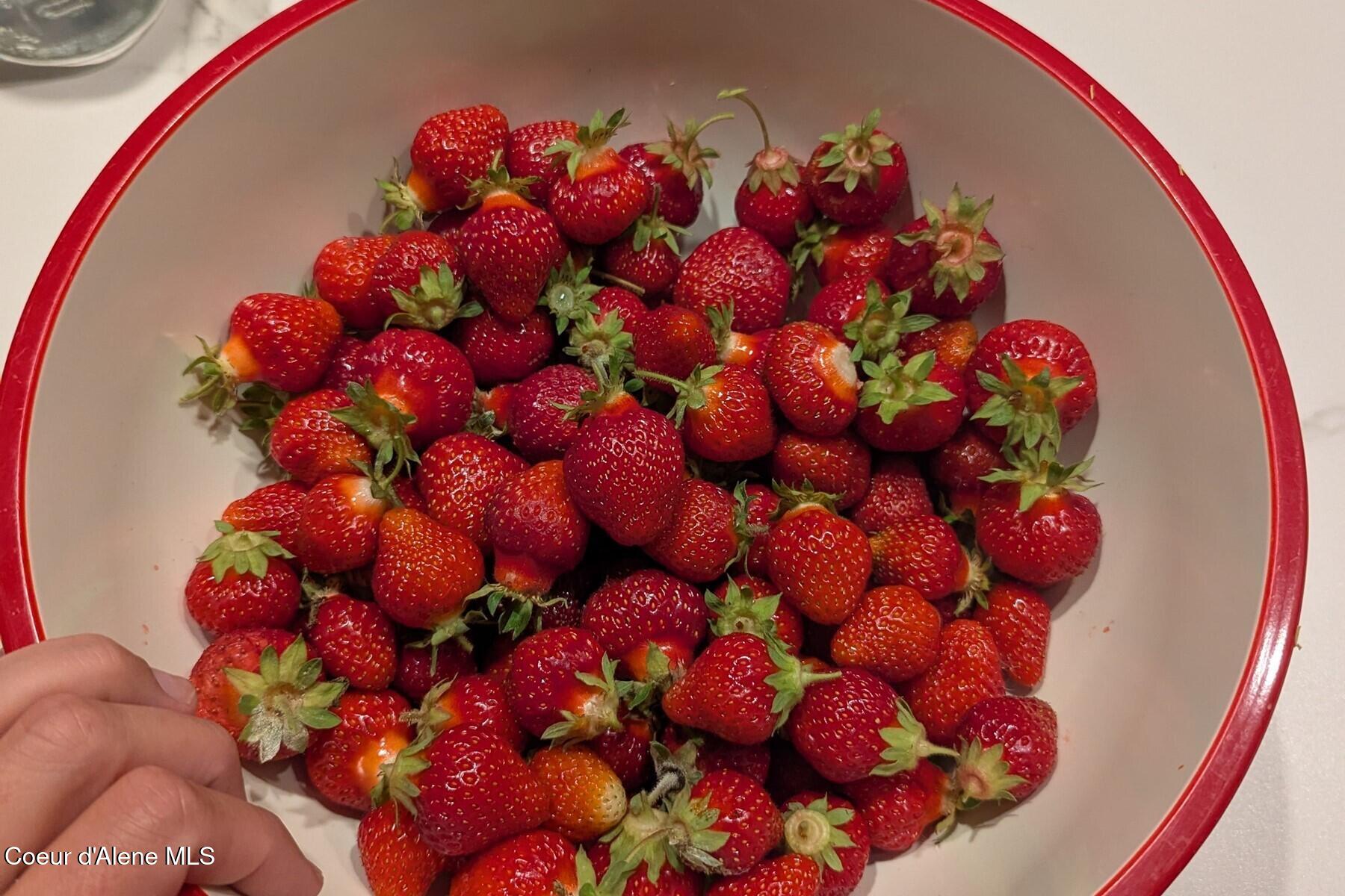 870 Samuels Road Sandpoint, ID 83864 - Photo 51 of 66 Summer Strawberry Harvest!