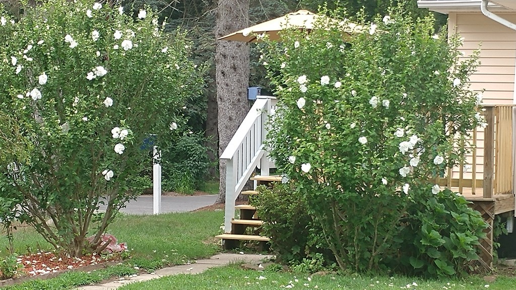 185 Chudy Street Three Rivers, MA 01080 - Photo 7 of 16 a view of a yard in front of house
