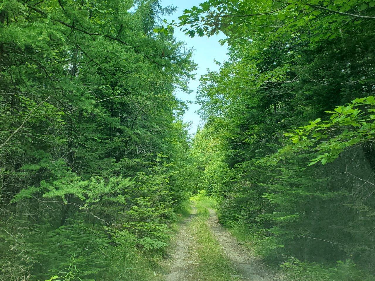 0 Morgan Road Burnham, ME 04922 - Photo 47 of 69 20250617_124401