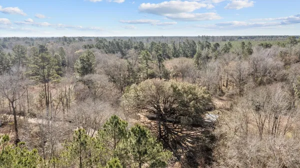 a view of a forest with lush green forest