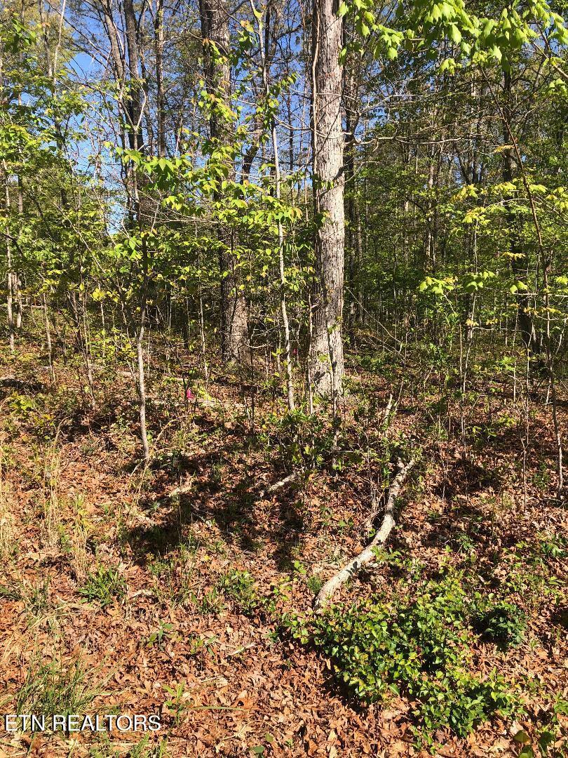 4027 Chica Road Crossville, TN 38572 - Photo 4 of 6 Front of Lot