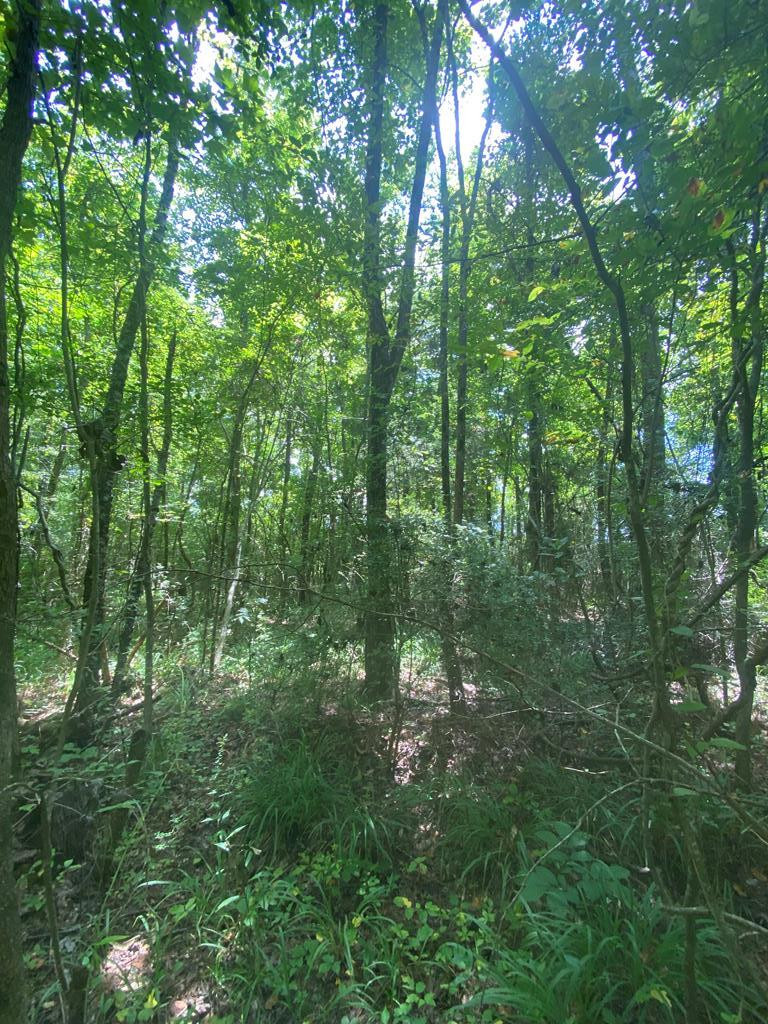 0 White Road Hazlehurst, MS 39083 - Photo 42 of 47 Photo 42