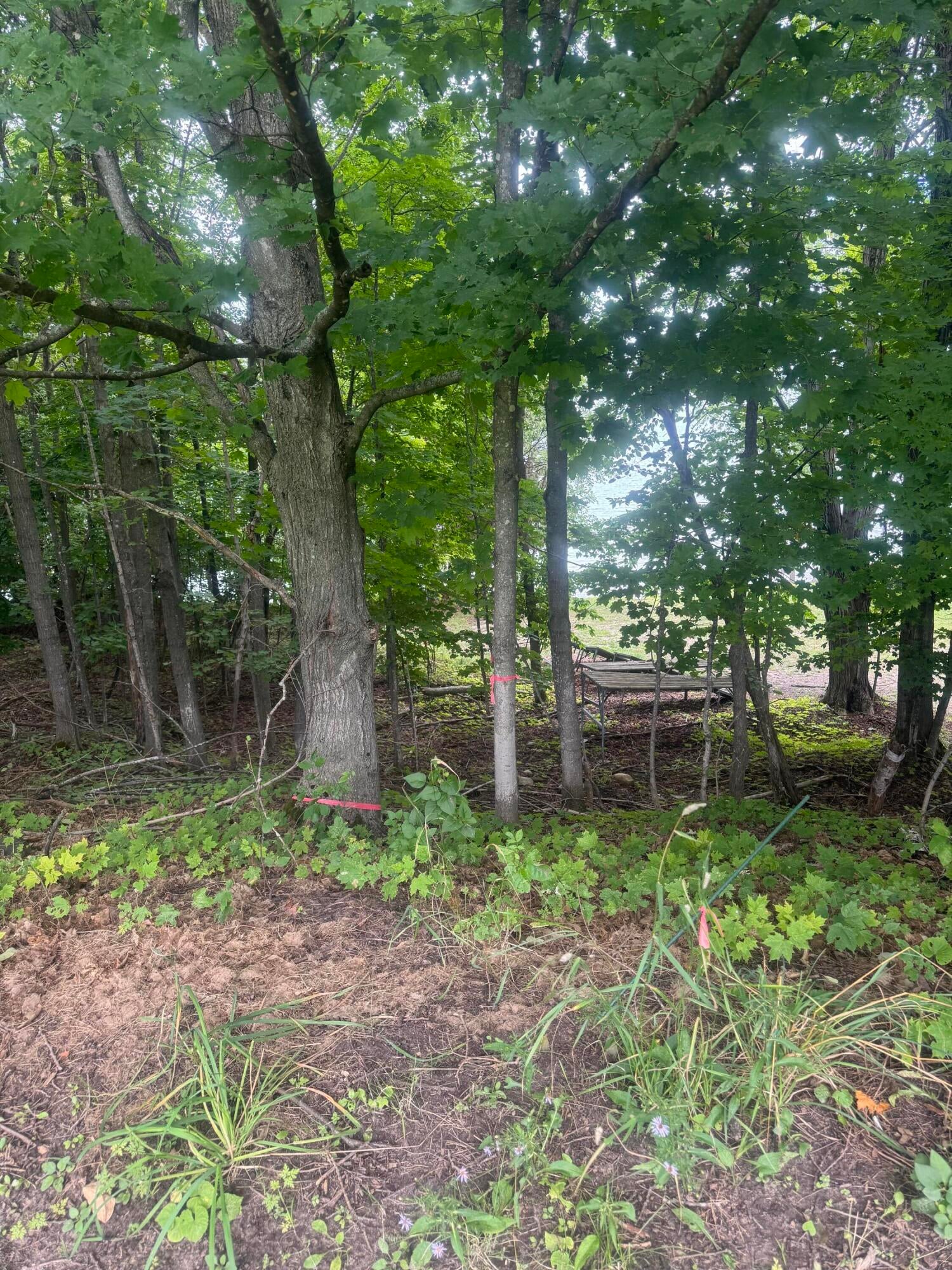 0 Donner Drive Germfask, MI 49836 - Photo 4 of 9 Gallery Image 4