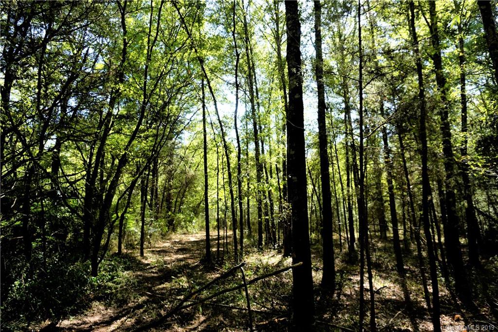 a view of forest