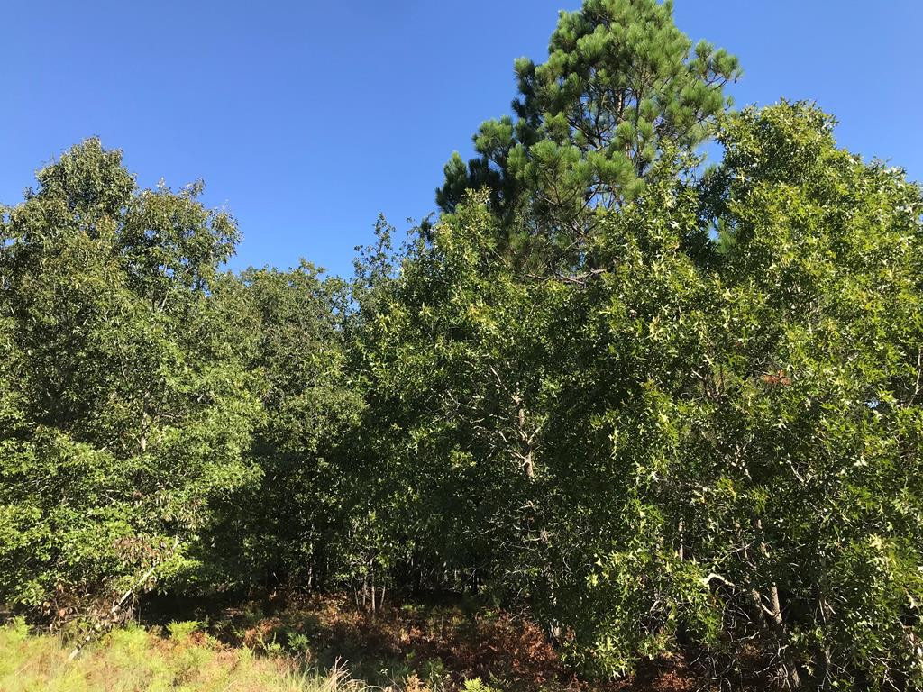 462 Colbert Bridge Road Windsor, SC 29856 - Photo 16 of 18