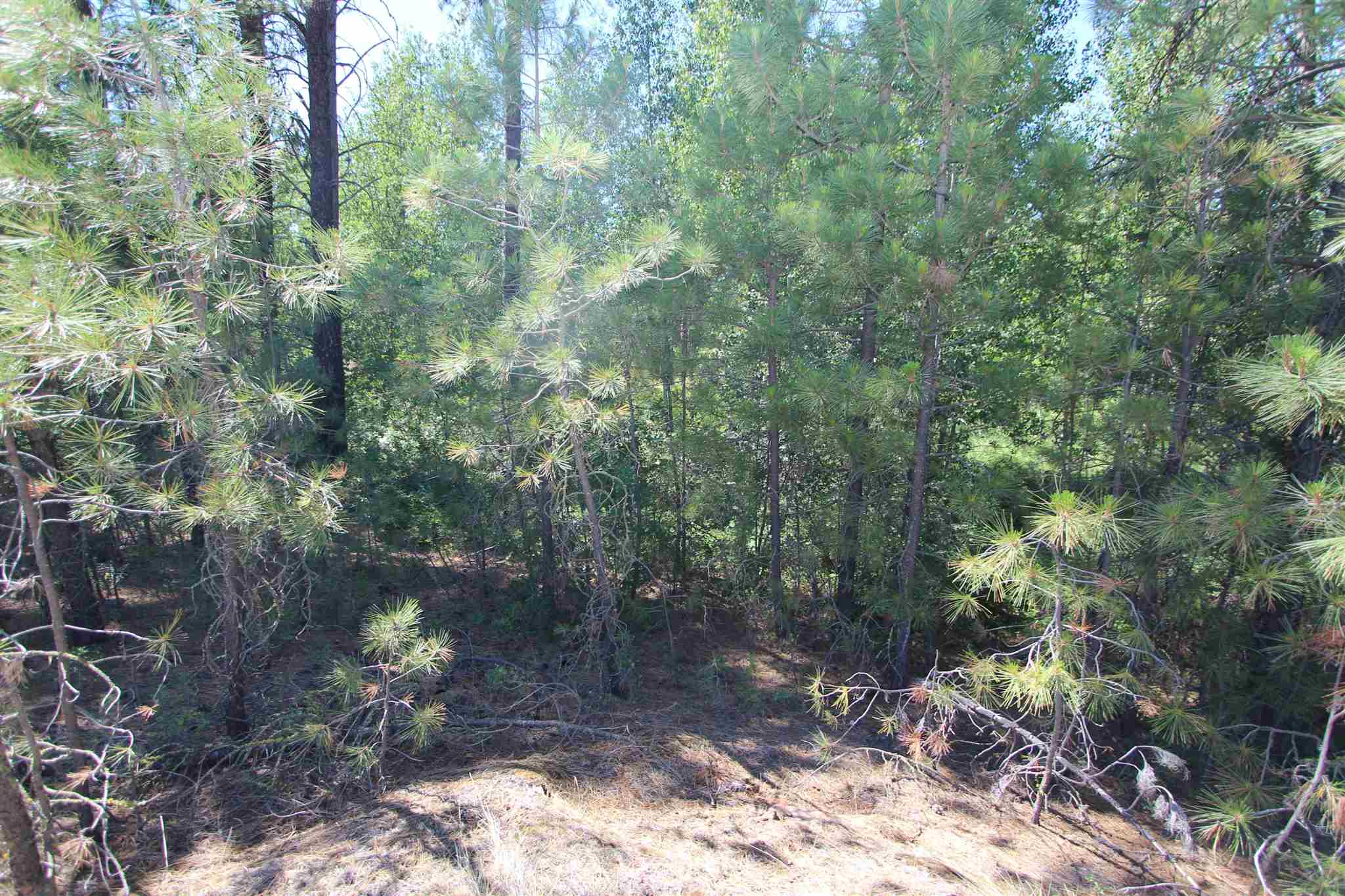 223-xx2 West Malloy Prairie Road Cheney, WA 99004 - Photo 4 of 9 Gallery Image 4