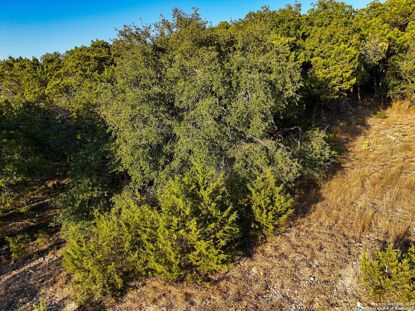 1155 Hancock Road Canyon Lake, TX 78133 - Photo 11 of 23 a view of a forest with a tree