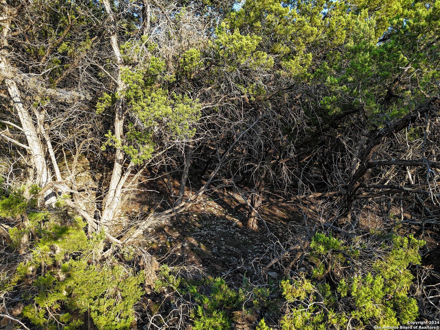 1155 Hancock Road Canyon Lake, TX 78133 - Photo 18 of 23 a view of a tree