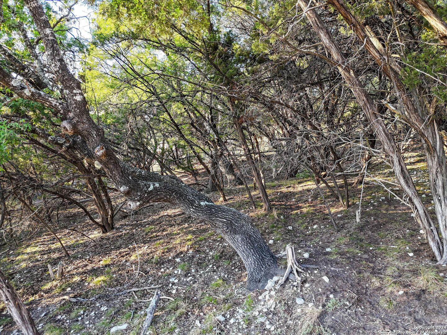 1155 Hancock Road Canyon Lake, TX 78133 - Photo 22 of 23 a backyard of a house with lots of trees