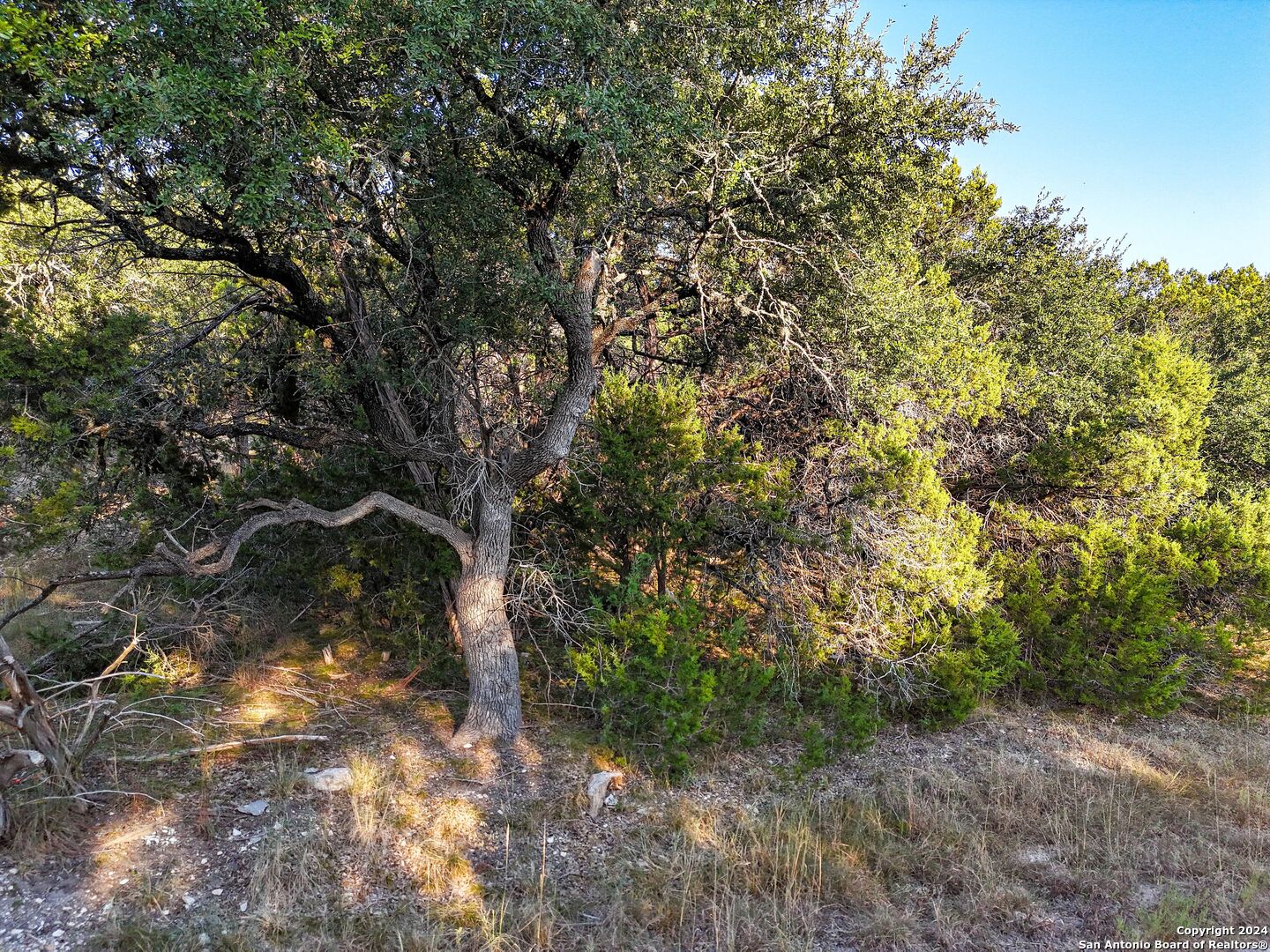 1155 Hancock Road Canyon Lake, TX 78133 - Photo 10 of 23 a view of forest