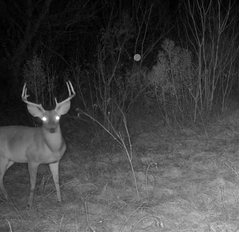 Tbd Tbd Reeves Road Garrison, TX 75946 - Photo 12 of 13 a view of a yard