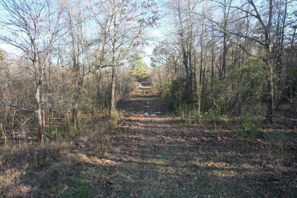 Tbd Tbd Reeves Road Garrison, TX 75946 - Photo 6 of 13 a view of a forest with trees in the background