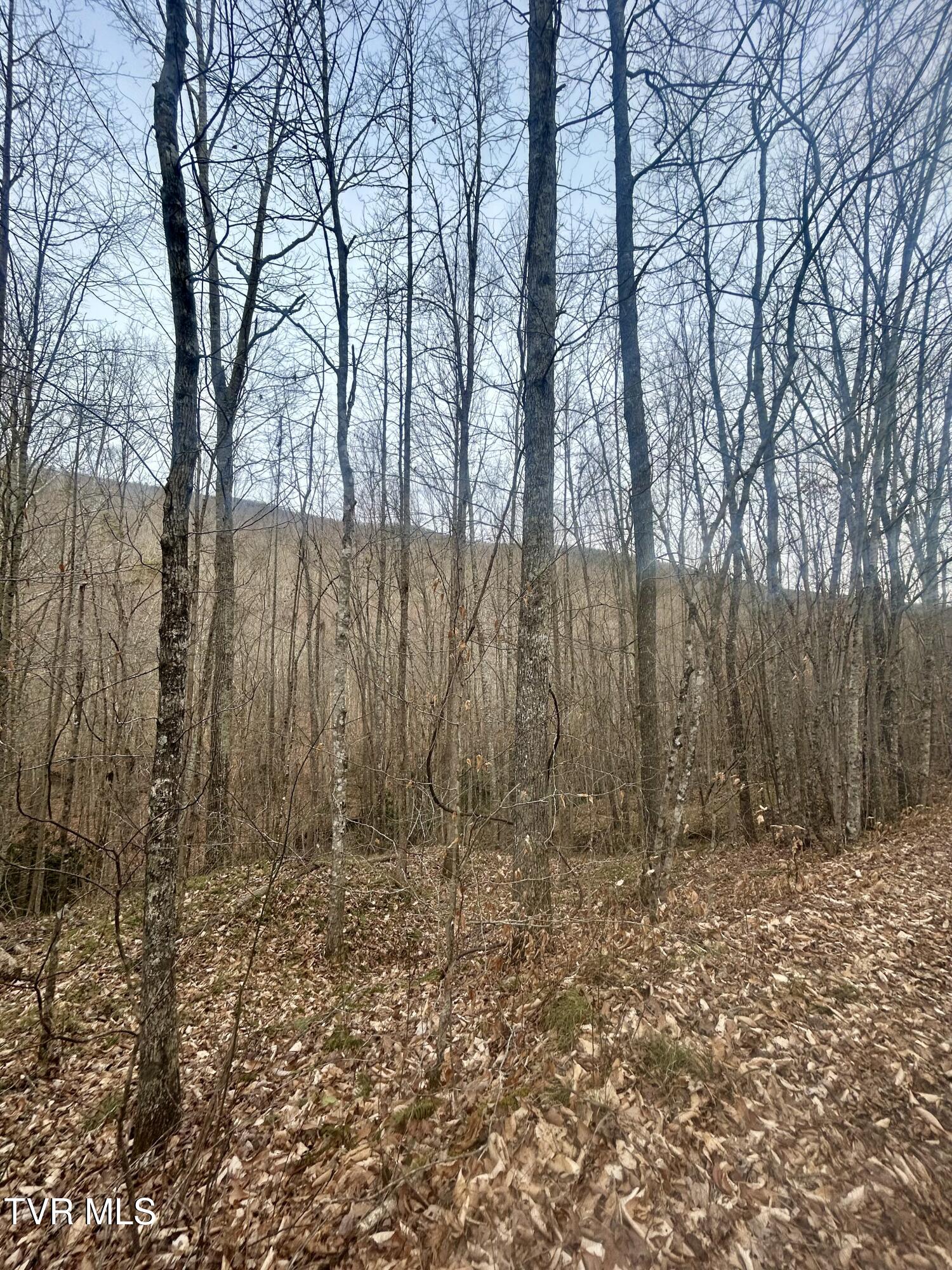 0 Briar Fork Road Bean Station, TN 37708 - Photo 19 of 24 IMG_0977