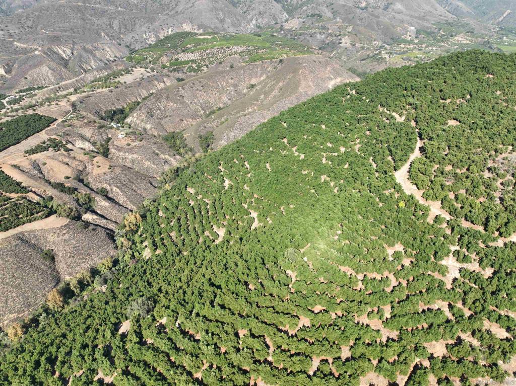 32375 Sams Mountain Road Pauma Valley, CA 92061 - Photo 4 of 10 a view of a yard with a tree