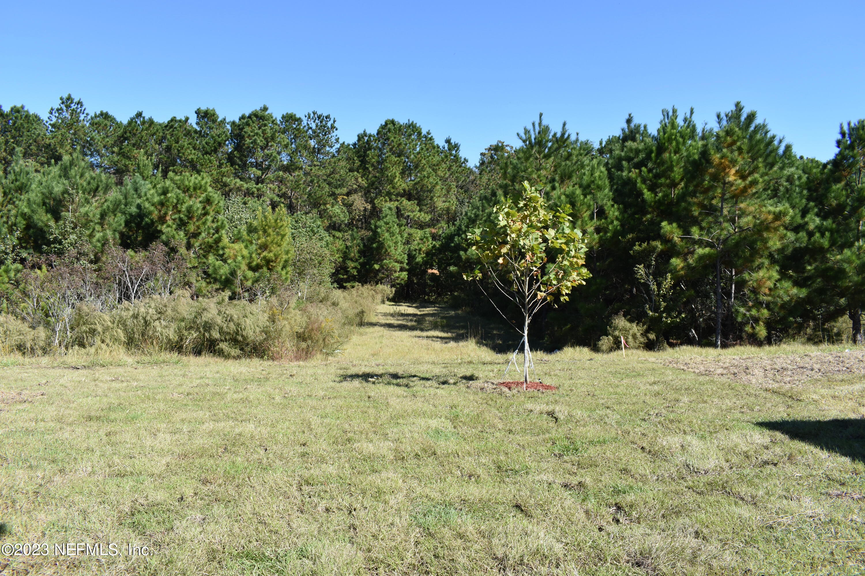 12817 Cacao Tree Trail Jacksonville, FL 32218 - Photo 25 of 41 a view of a yard with trees