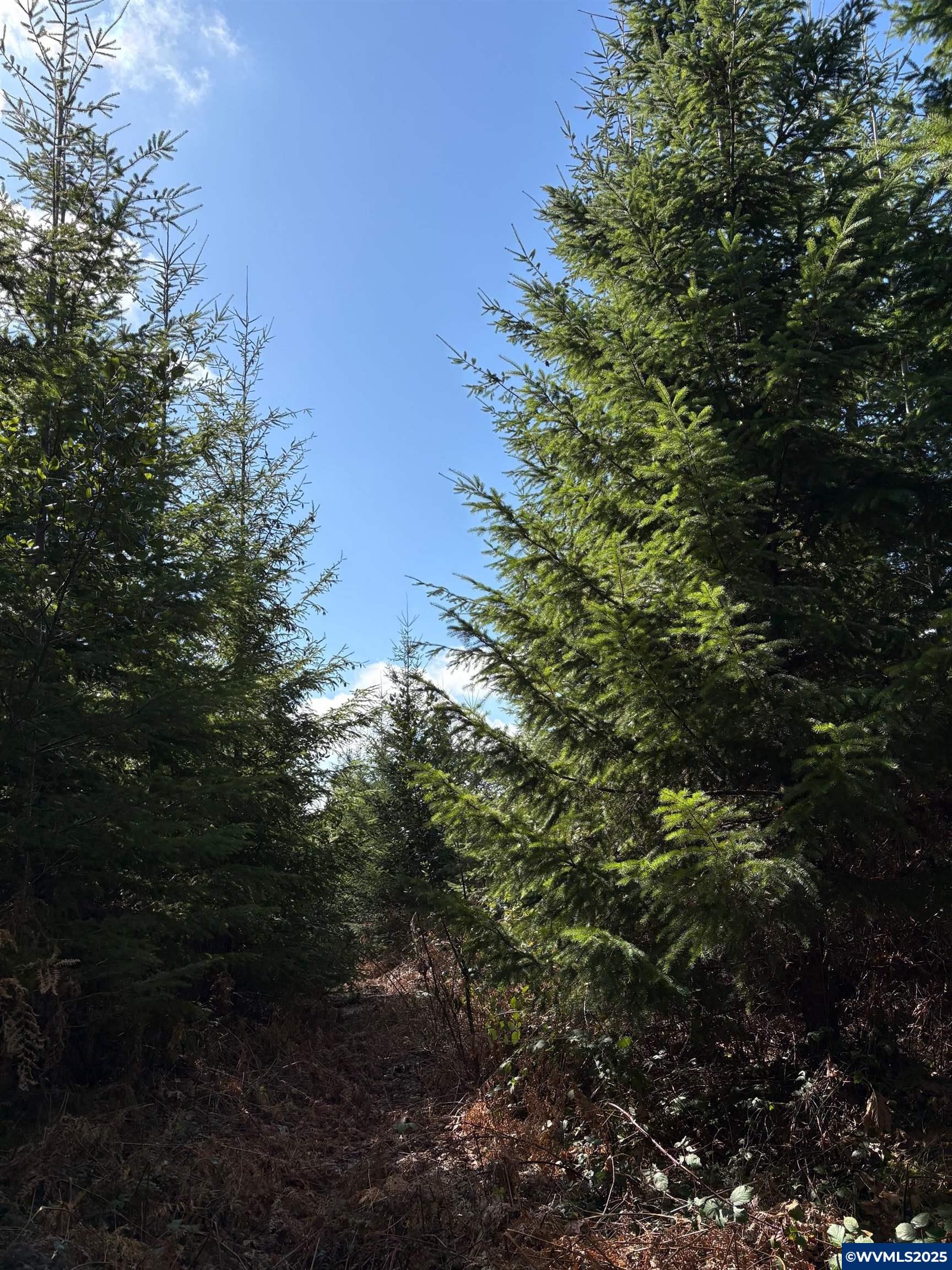 0 Boiler Creek Road Springfield, OR 97478 - Photo 15 of 26