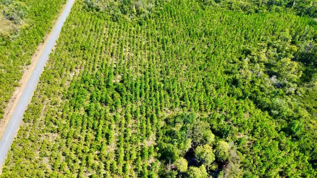 $169,000 | Lot 2 Southwest Wonderwood Street, Greenville, FL 32331