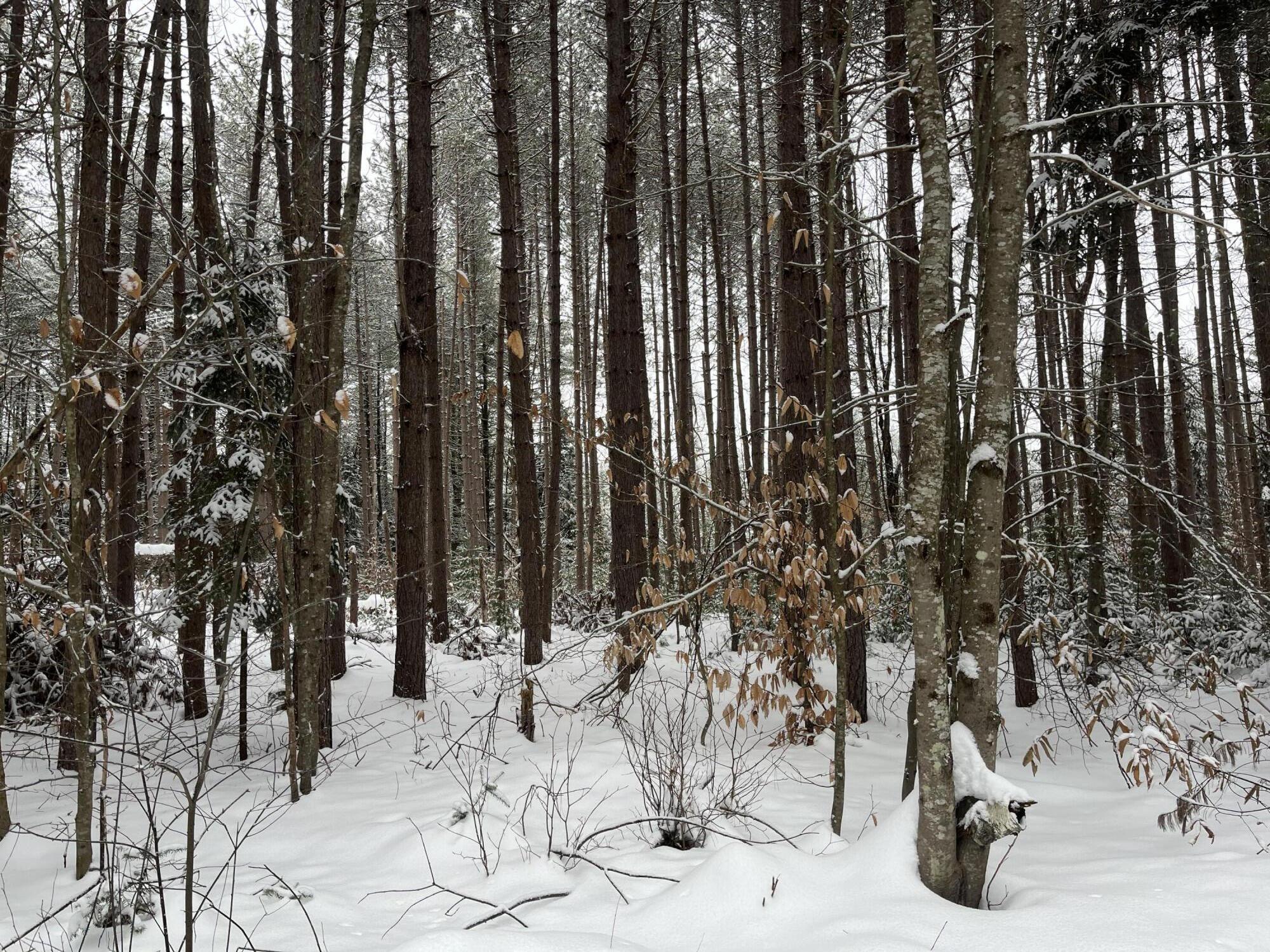0 Harmon Notch Road Brownfield, ME 04010 - Photo 2 of 24 IMG_4115