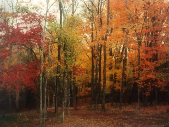 3340 Blazer Road Franklin, TN 37064 - Photo 29 of 29 a view of forest