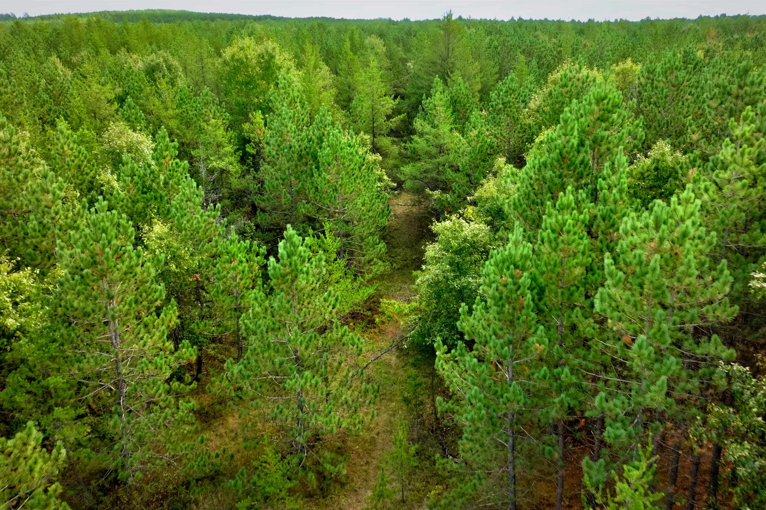80-ac County Rd H/horse Creek Road Chippewa Falls, WI 54729 - Photo 2 of 9 Gallery Image 2