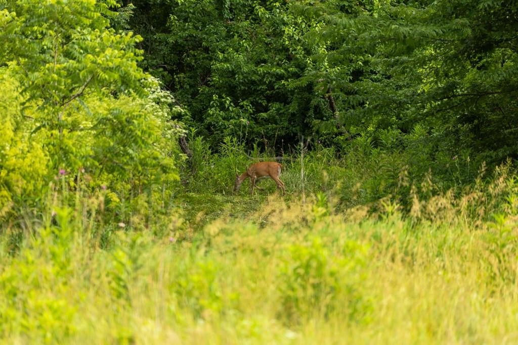 13277 Norris Road Rayville, MO 64084 - Photo 35 of 55