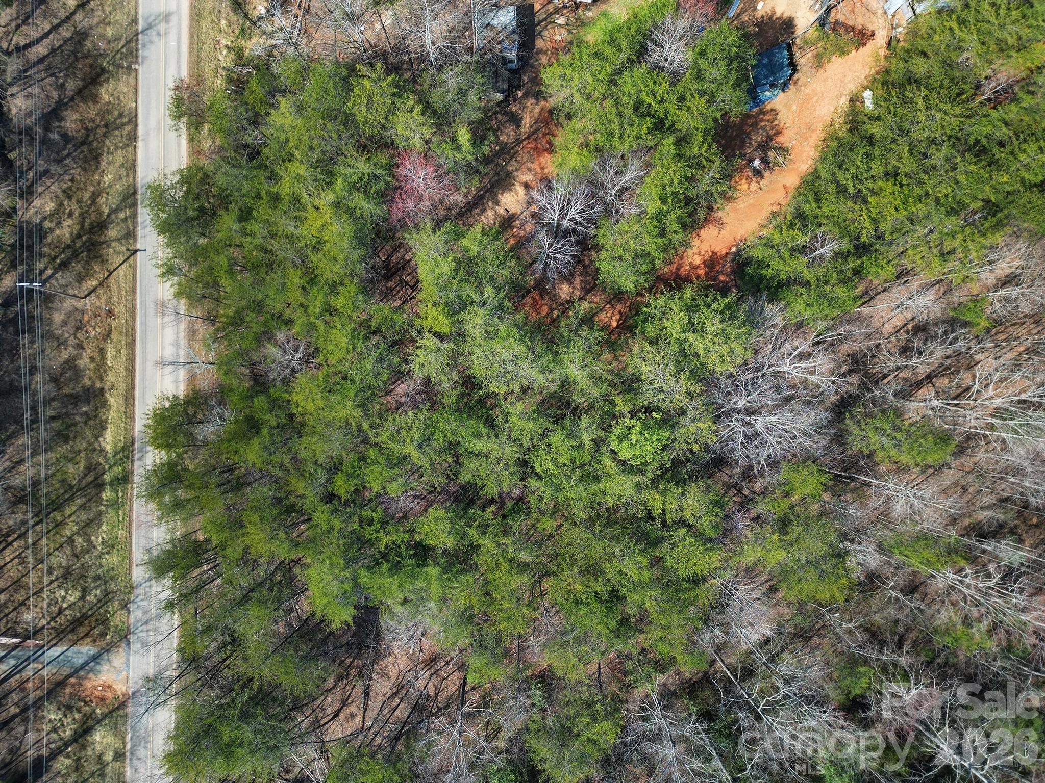 236 Dirty Ankle Road Lawndale, NC 28090 - Photo 6 of 12 a view of a forest with a tree