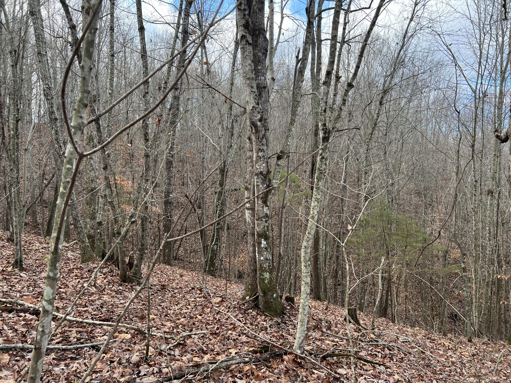 2164 Co Road Decatur, TN 37322 - Photo 18 of 53