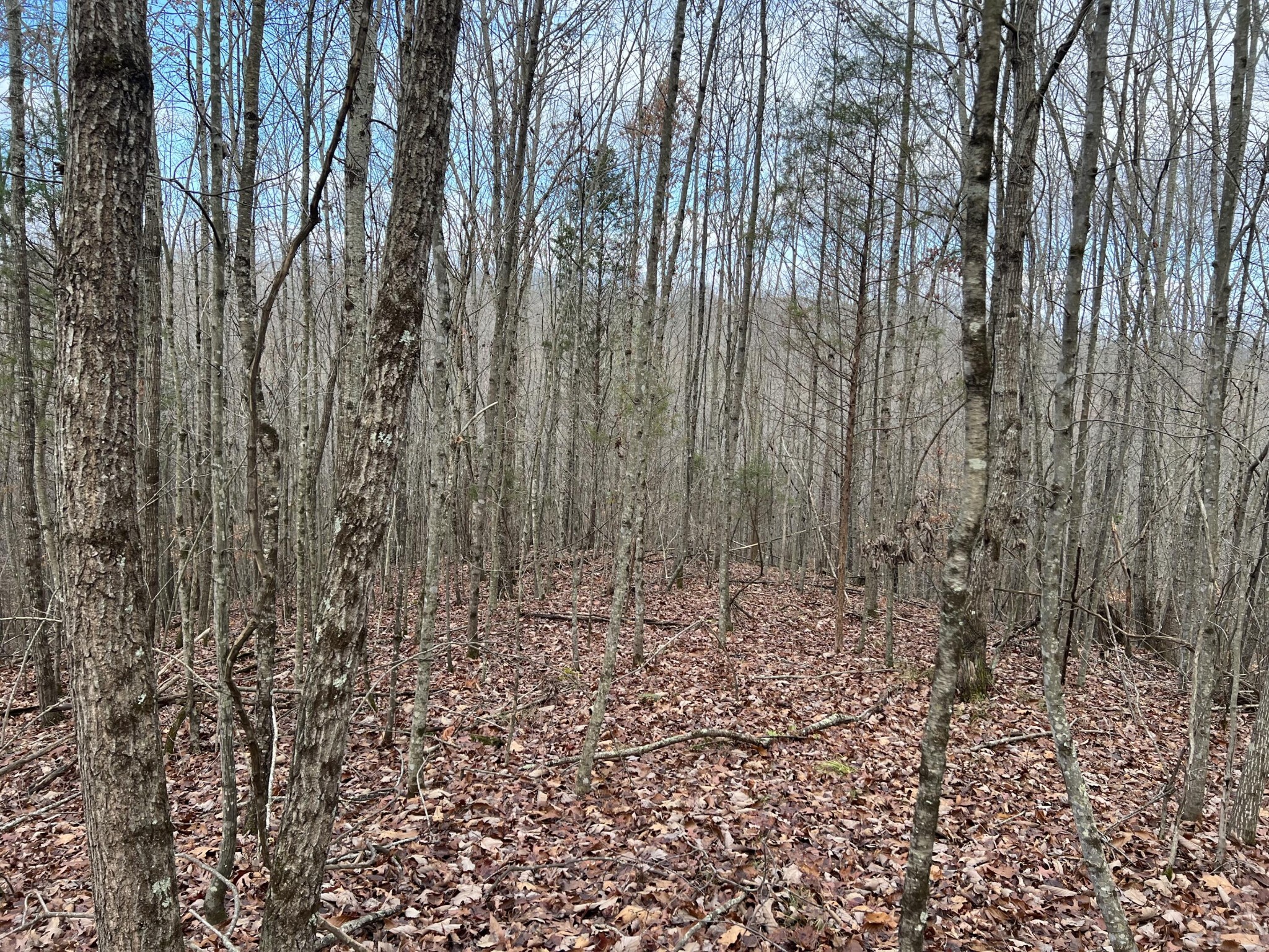 2164 Co Road Decatur, TN 37322 - Photo 19 of 53