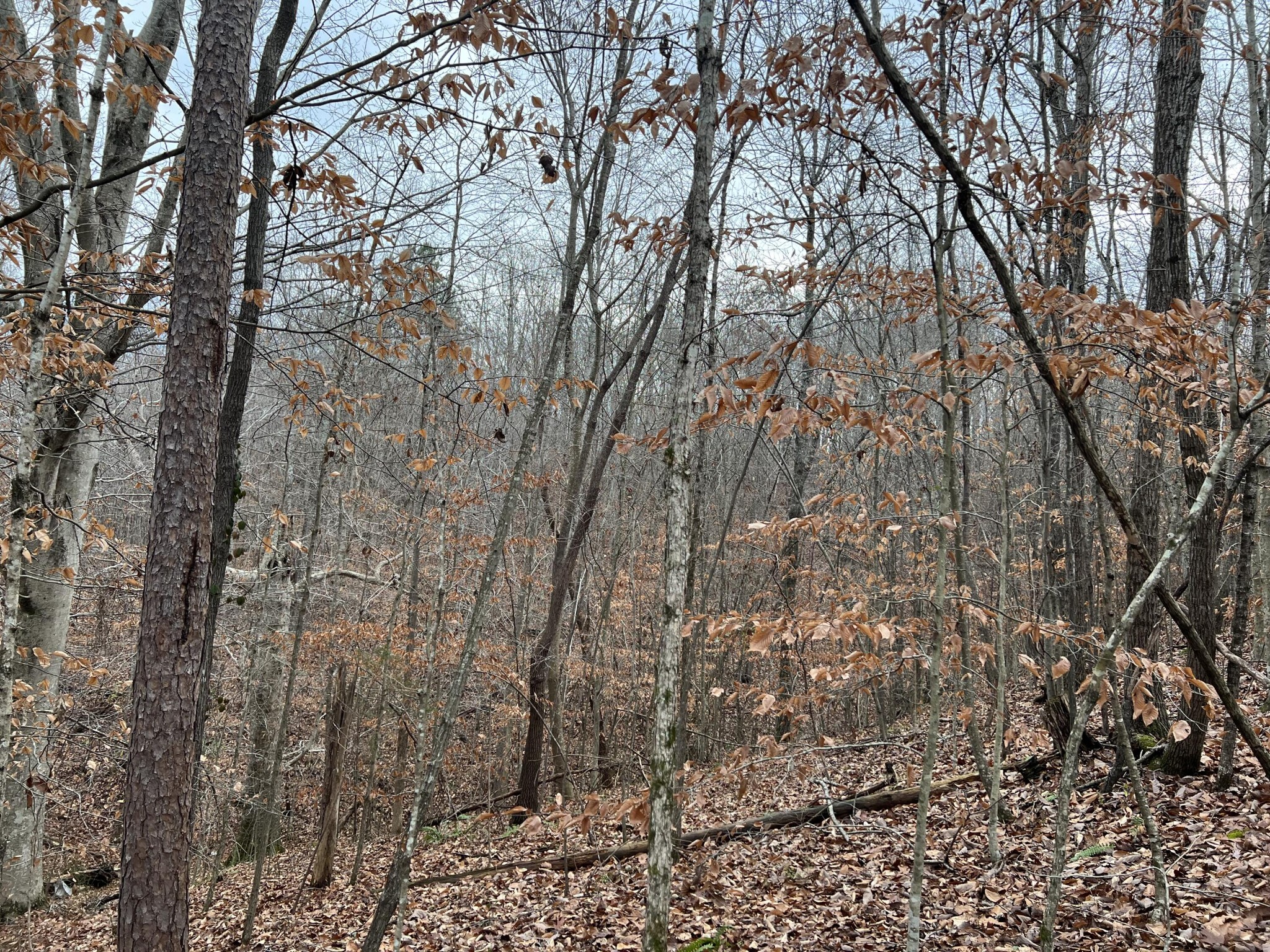 2164 Co Road Decatur, TN 37322 - Photo 22 of 53
