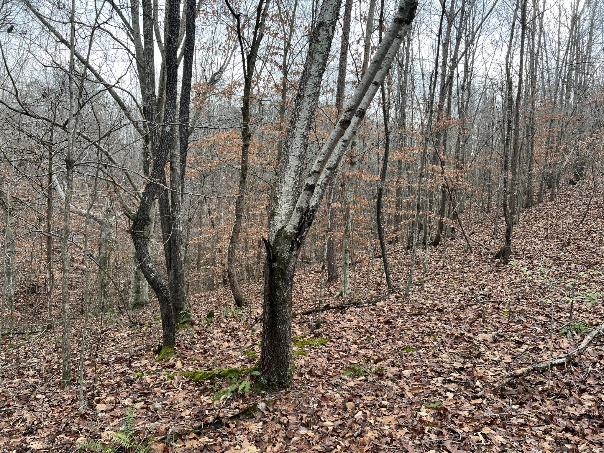 2164 Co Road Decatur, TN 37322 - Photo 24 of 53