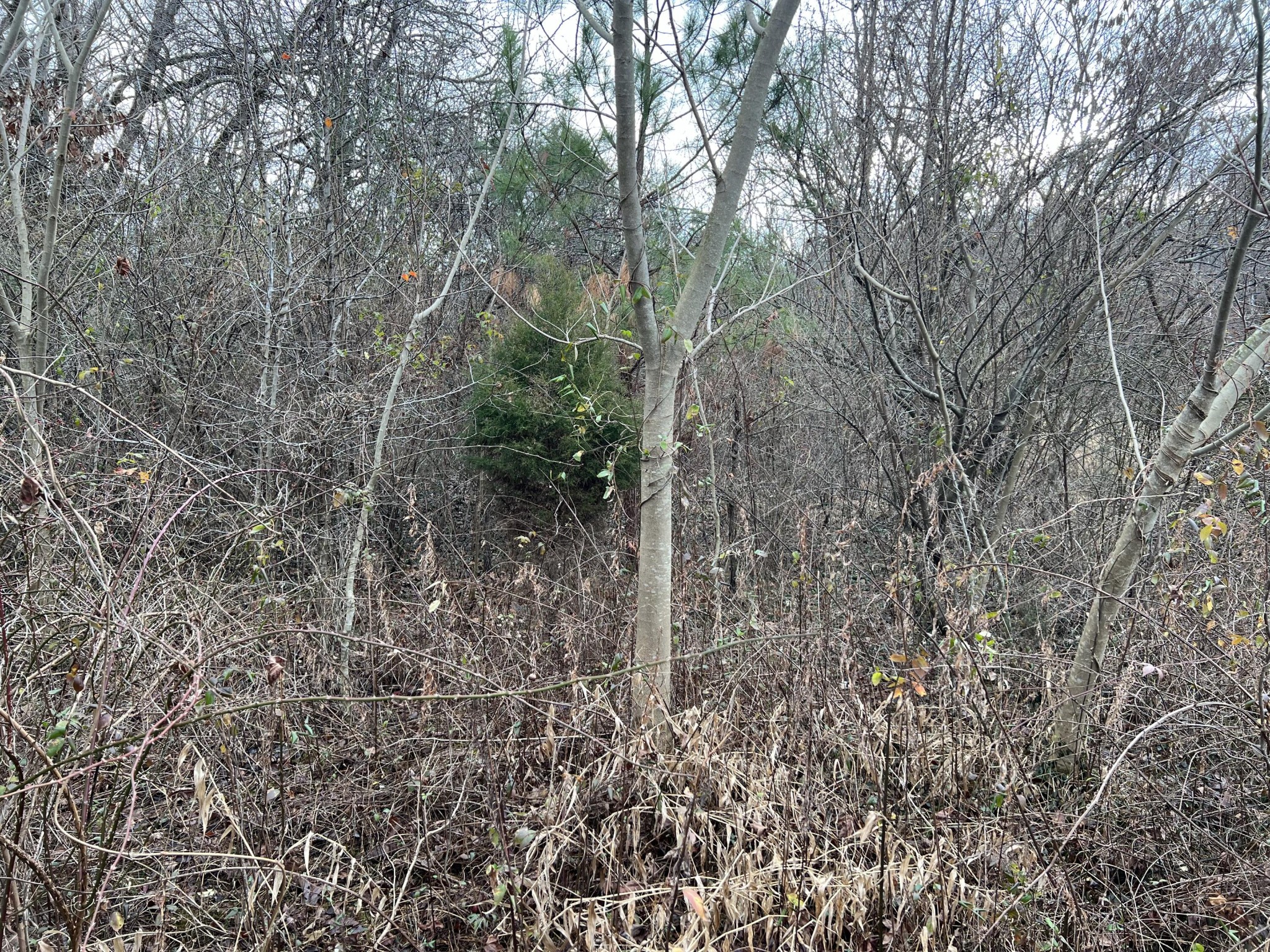 2164 Co Road Decatur, TN 37322 - Photo 26 of 53
