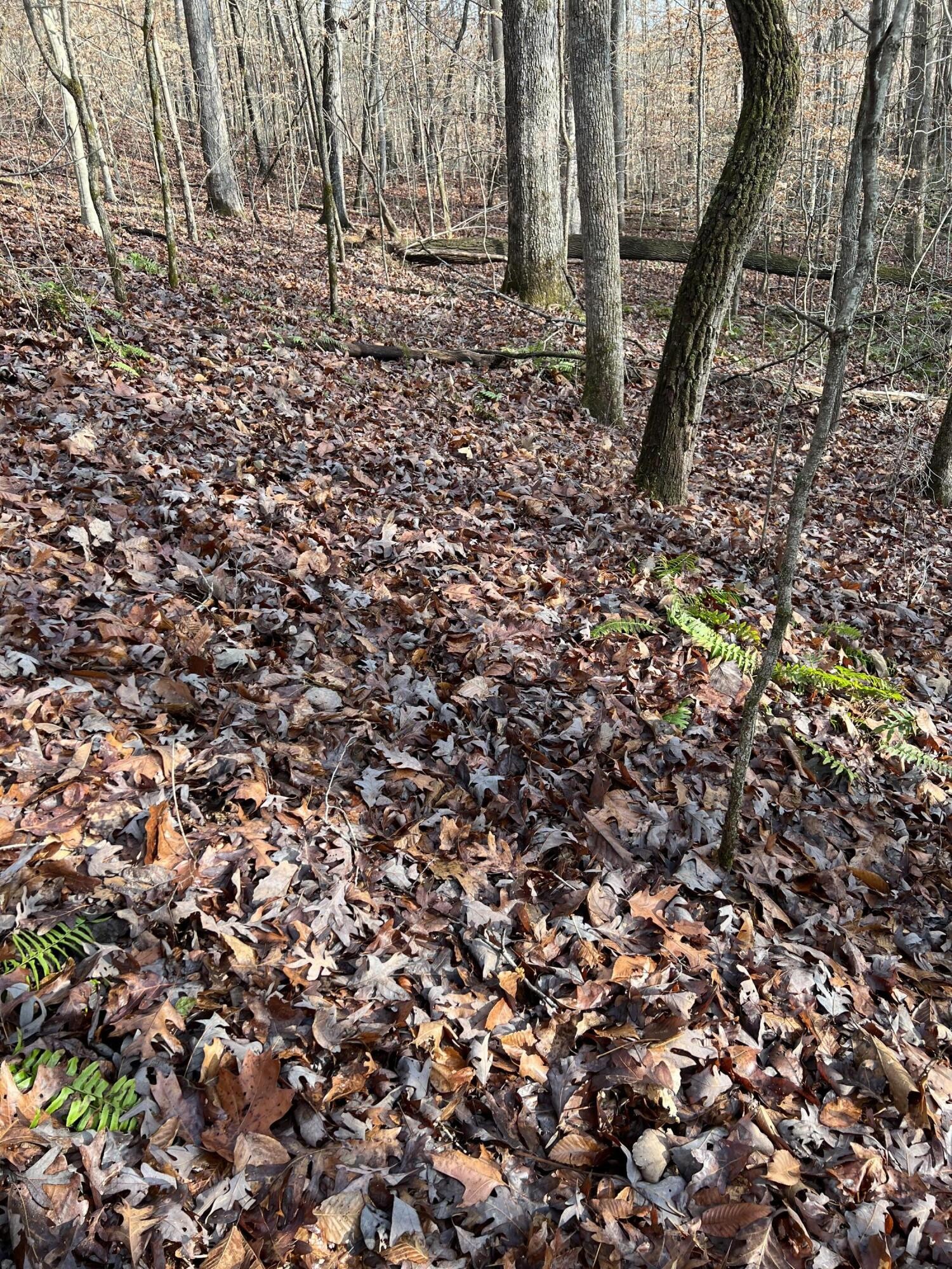 2164 Co Road Decatur, TN 37322 - Photo 5 of 53