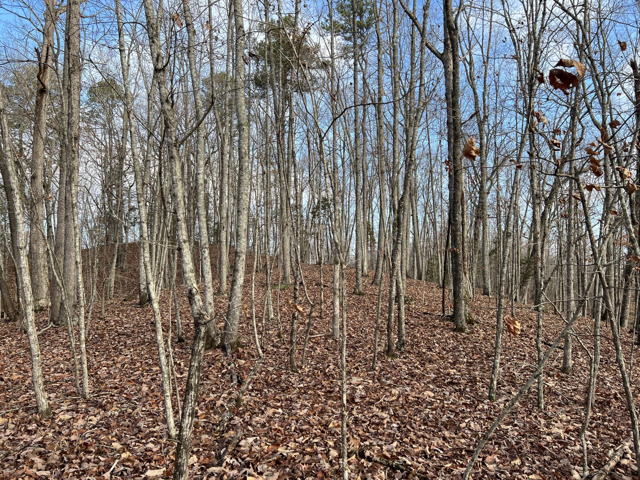 2164 Co Road Decatur, TN 37322 - Photo 7 of 53