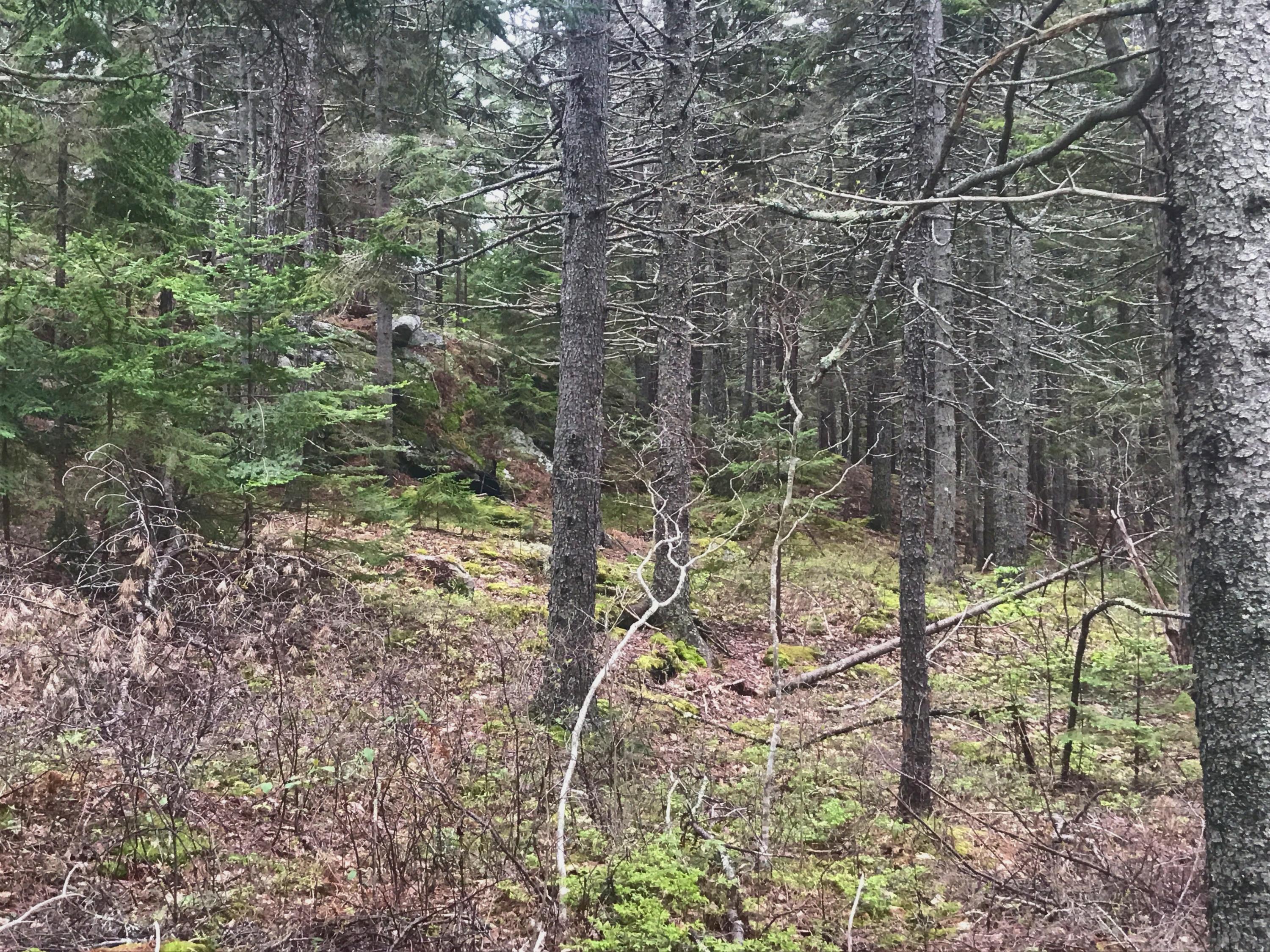 0 Stone Cove Road East Boothbay, ME 04544 - Photo 3 of 4 2