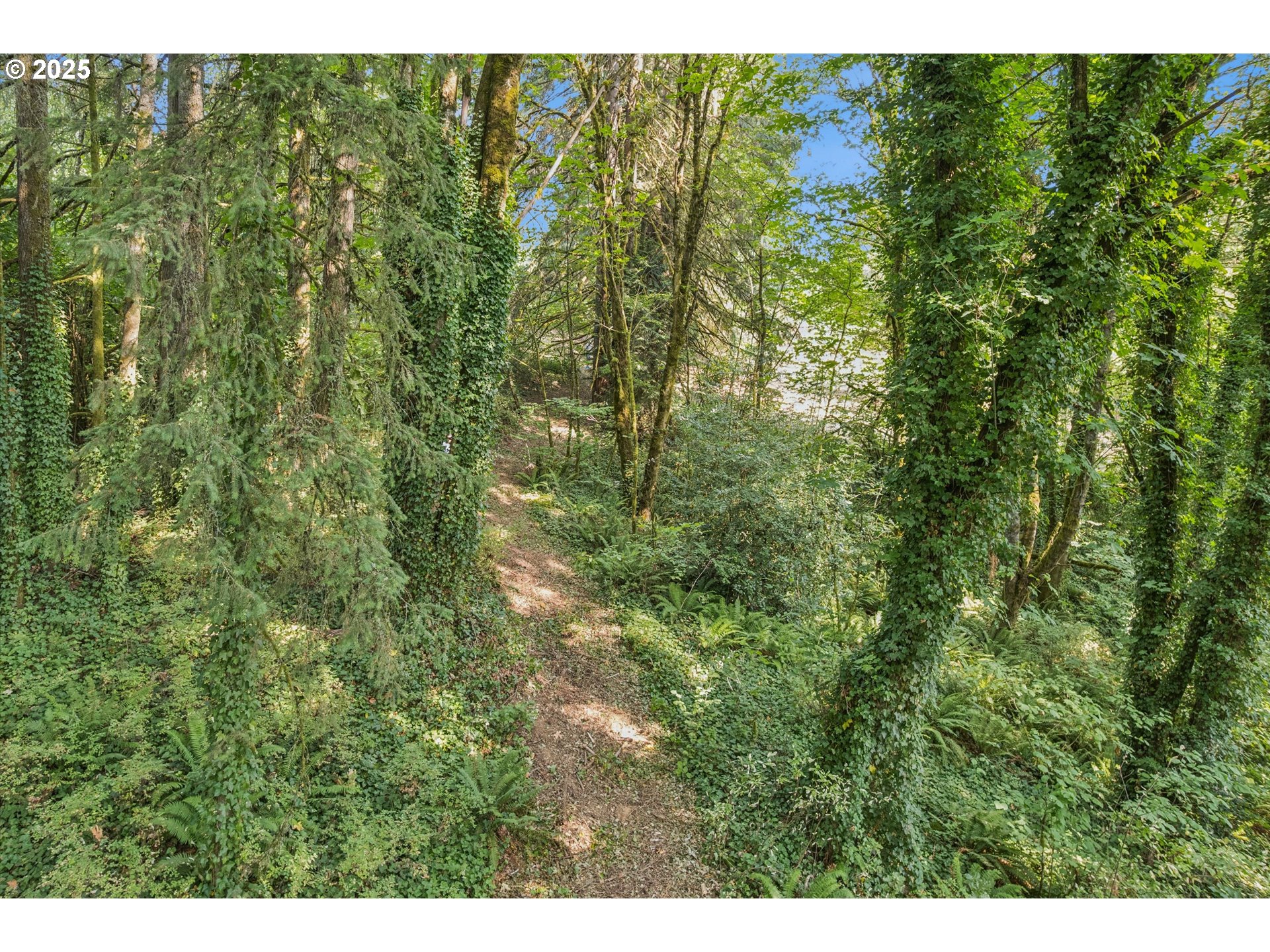 25900 Northwest St Helens Road Scappoose, OR 97056 - Photo 26 of 29 a view of a forest with a street